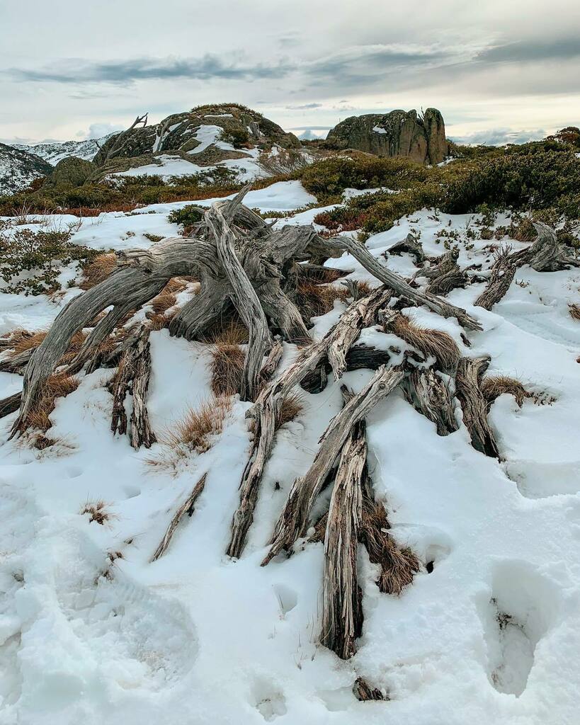_fran_t's tweet photo. Great day to explore the @visitnsw region - hiked a few hours around Mount Kosciuszko and had some snow play on the way up and down.

#ilovensw #visitcanberra #australiagram #seeaustralia #icu_aussies #exploreaustralia #openmyworld #focusaustralia #igers… https://t.co/7iEHQdVCpo https://t.co/38XDN6QZRO
