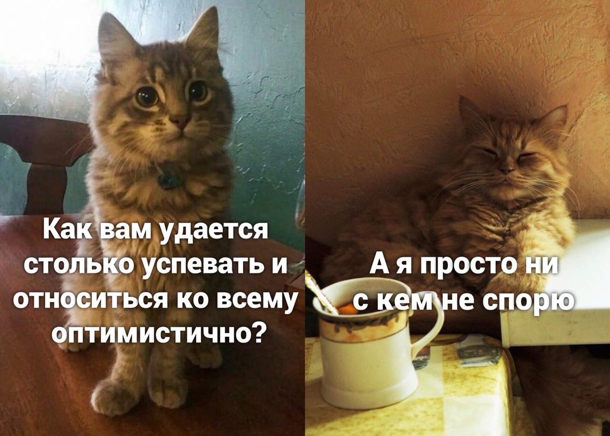 Лепра tweet media