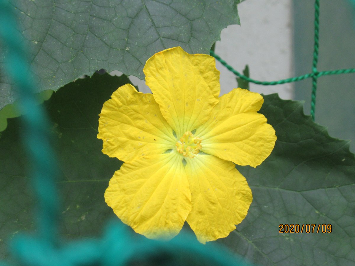 令和科学教室 Science Room ヘチマの雄花 ですがめ花ができるとお花のおしべの花粉が虫などに運ばれてめ花のめしべについて受粉が行われめ花がヘチマ 果実 になります