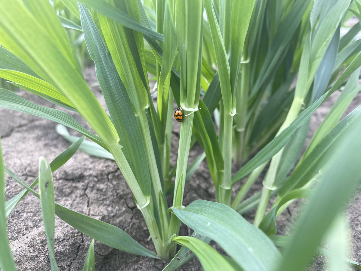 clpatterson_95's tweet photo. Looks like I wasn’t the only one checking out the barley this afternoon. Fingers crossed for a few drops of rain this weekend 🤞🏻 https://t.co/E8lAP9n5kv