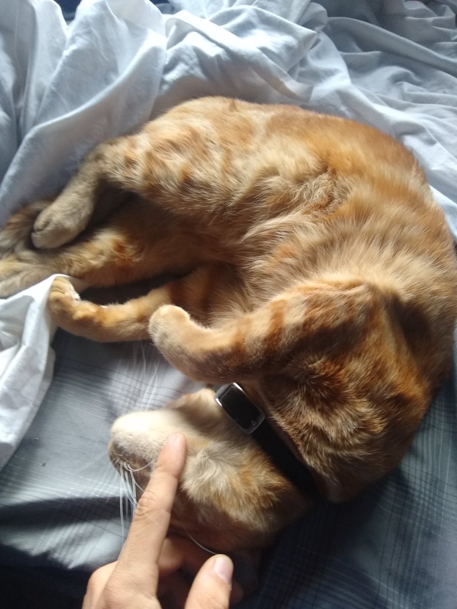 lfficarro's tweet photo. Company cat doing his job to the max https://t.co/STo883EKVA