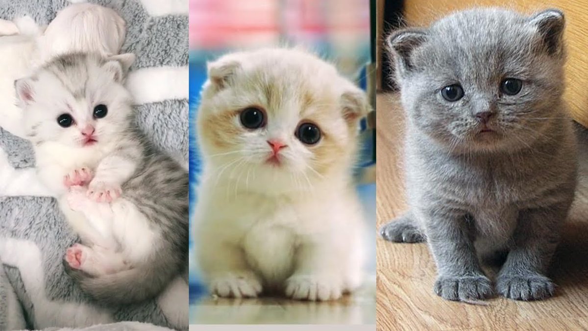 Super Cute #Kittens In The World - ... #Cats #Cat #Kittens #Kitten #Kitty  #Pets #Pet #Meow #Moe #CuteCats #CuteCat #CuteKittens #CuteKitten #MeowMoe  #BabyCats #CuteBabyCatVideo #CuteBabyCats #CuteCat #CuteCats  #CuteCatsVideos #CuteKitten https://t.co ..., image size:1200x675