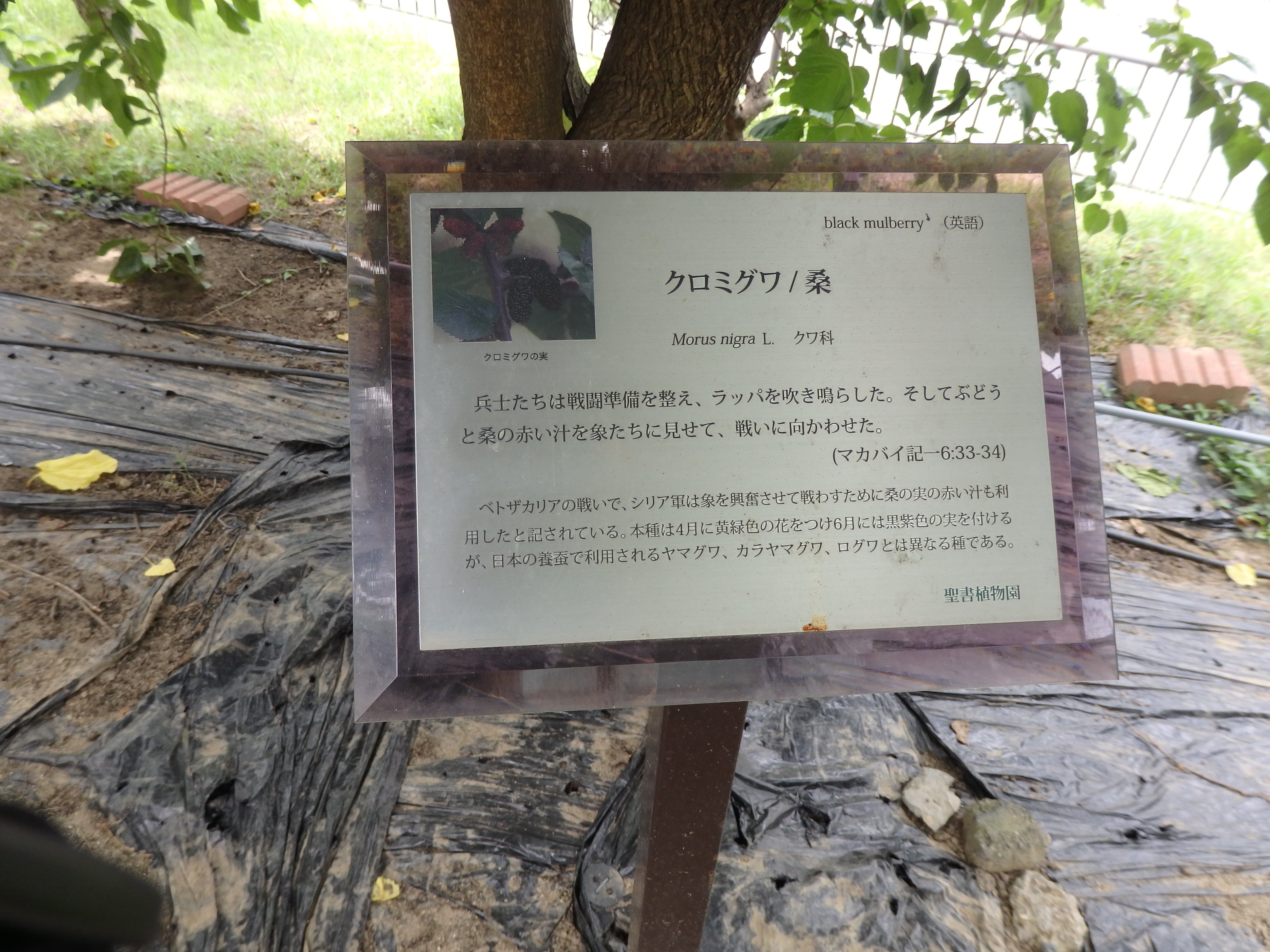 西南学院大学博物館 聖書植物園hp 聖書植物 クロミグワ T Co Egnuldfhxw 植物マップ エリアd T Co Lixxjttdxl 現在 西南学院大学への入構はできません 聖書植物園への立ち入りはご遠慮ください ᗜ 他にもいろいろな