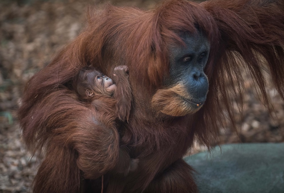 ScienceatCZ's tweet photo. Our Field Conservation Assistant @hannahkhwaja delivered training on our #OnePlanApproach to orangutan conservation.

This includes conservation breeding, protecting wild populations &amp; habitats, campaigning for sustainable #palmoil and engaging communities in UK &amp; range countries https://t.co/JXetZlYofH