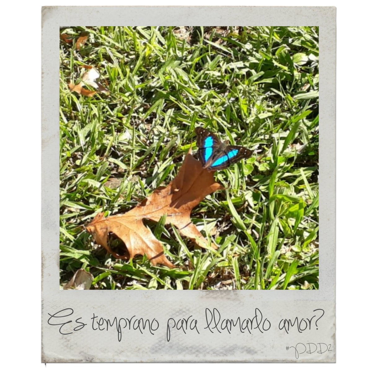 yourboymaro's tweet photo. Principios Del Drama Vol. II: ¿ES TEMPRANO PARA LLAMARLO AMOR? 🦋
》https://t.co/IqDkUKENAP 《

#blog #blogger #blogging #poem #poems #poemas #songwriter #songwriters #writer #escritor #art #amor #desamor #alegria #tristeza #literature #literatura #BuenViernes #leer #lectores https://t.co/sTKSPc8g7O