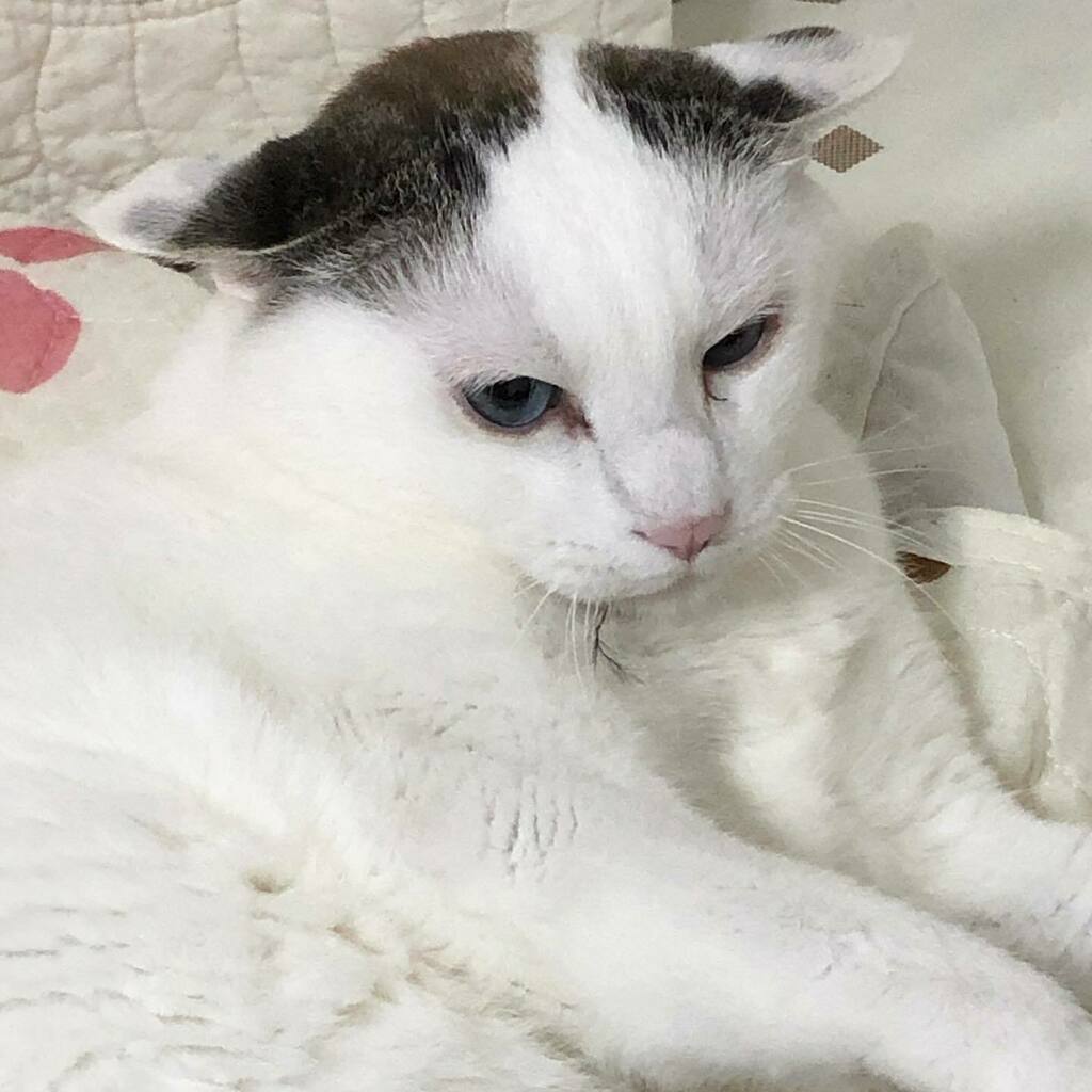 #イカ耳祭 #イカ耳猫 
#ヅラ猫#ブルーアイ#猫との暮らし #猫のいる生活 #猫好きさんと繋がりたい #にゃんこ#にゃんだふるらいふ #ねこすたぐらむ #nekostagram #nyancon01 #nekoclub #pleasantcats #catsofinstagram #cat_features #ねこばか instagr.am/p/CCdX8odpgEw/