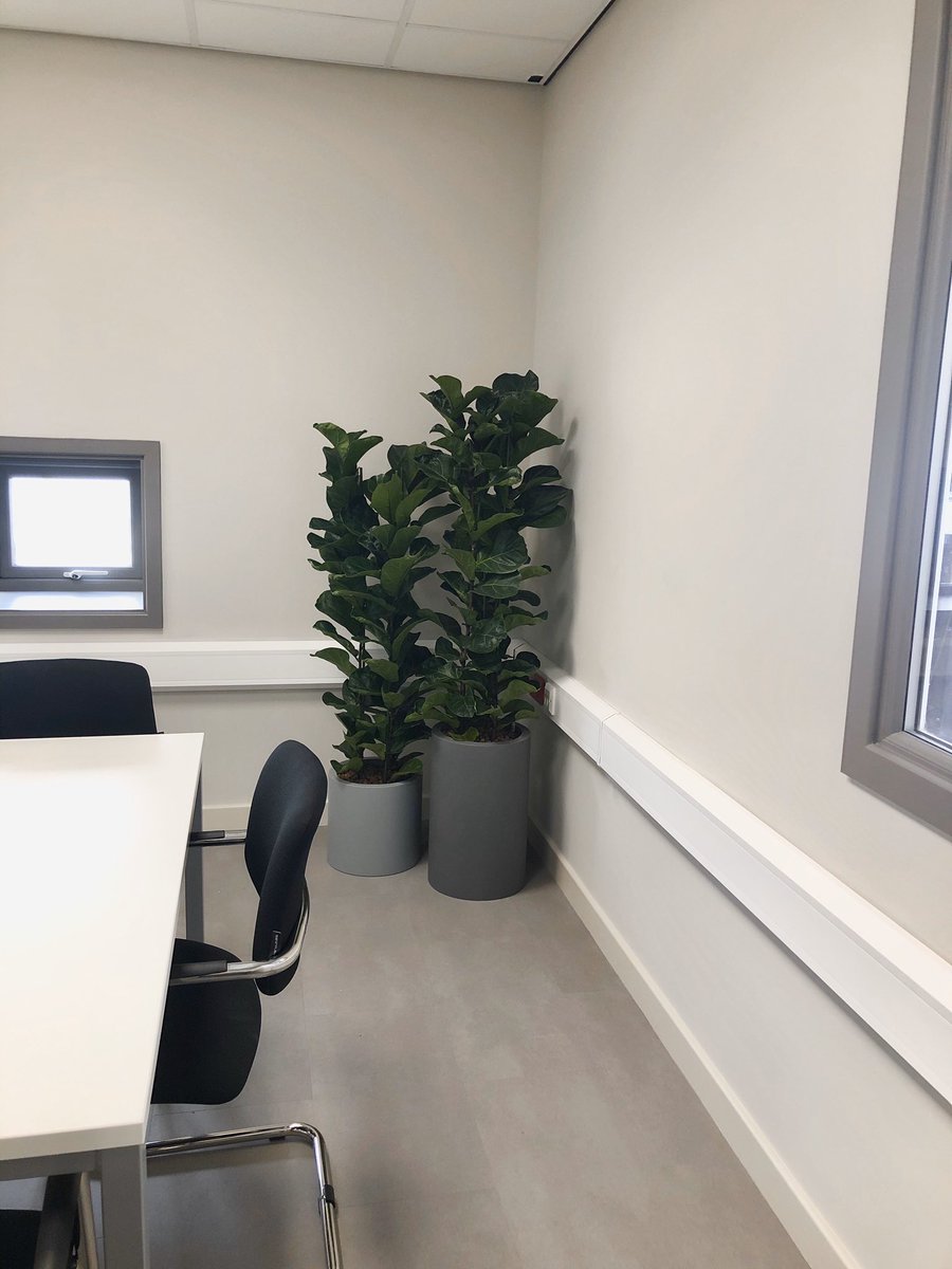 A big thank you to <a href="/InleafUK/">Inleaf Charlotte</a> for assisting us with finding plants for the new offices; splash of greenery, pop of colour and there are soo many benefits with having real plants... Here are just some of them, looking brilliant if we do say so ourselves!