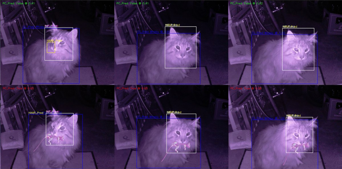 Raspberry_Pi's tweet image. Horrified by the live &apos;presents&apos; your cat brings home for you?

This Raspberry Pi-powered infrared camera setup was trained to detect when cats tried to enter a cat-flap with something in their mouth.

And it even learnt to detect different types of prey!

raspberrypi.org/blog/deep-lear…