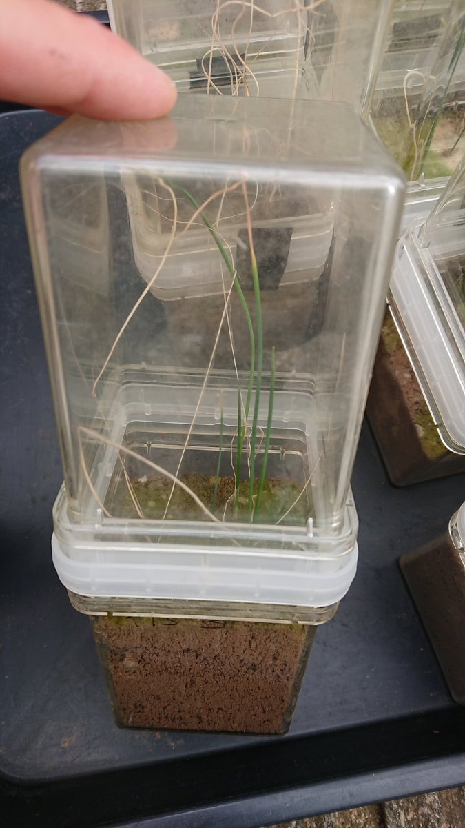 NickKuht's tweet photo. Major finding of the PhD so far: spring onions kept in a transparent box will survive being abandoned in a pandemic for at least 3 months https://t.co/bCmGN5Cpx0