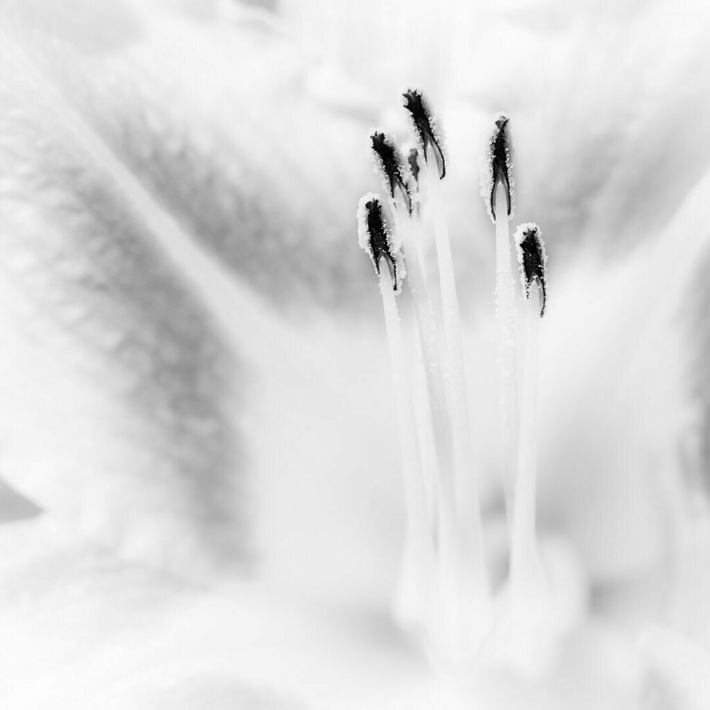 myneit's tweet photo. Flower Hikey
.
#flower #flowerphotography #hikey #white #blackandwhite #blackandwhitephotography #blackandwhitephoto #monochrome #monochromatic #monochromephotography #bnwshot_world #bnw #bnwphotography #pistils #picoftheday #photooftheday https://t.co/qFrsvePpqo https://t.co/8TITmnkhlm