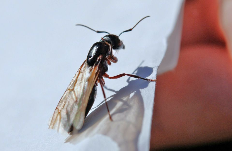 KeyWestPest's tweet photo. Flying Ant Day will soon be here, and the wingless critters are out in force already! If your home or business has become spotted with these little nasties, think Key West. Call 0800 195 3464 today!
https://t.co/8LJfdCALFJ
#pestcontrol #flyingants #antproblem #infestation #ants https://t.co/P9crulmHtx
