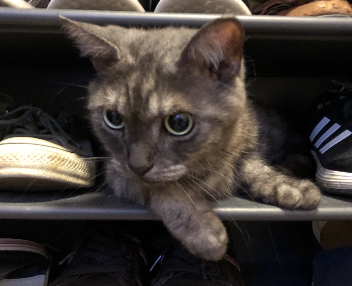 下駄箱で得意顔の猫