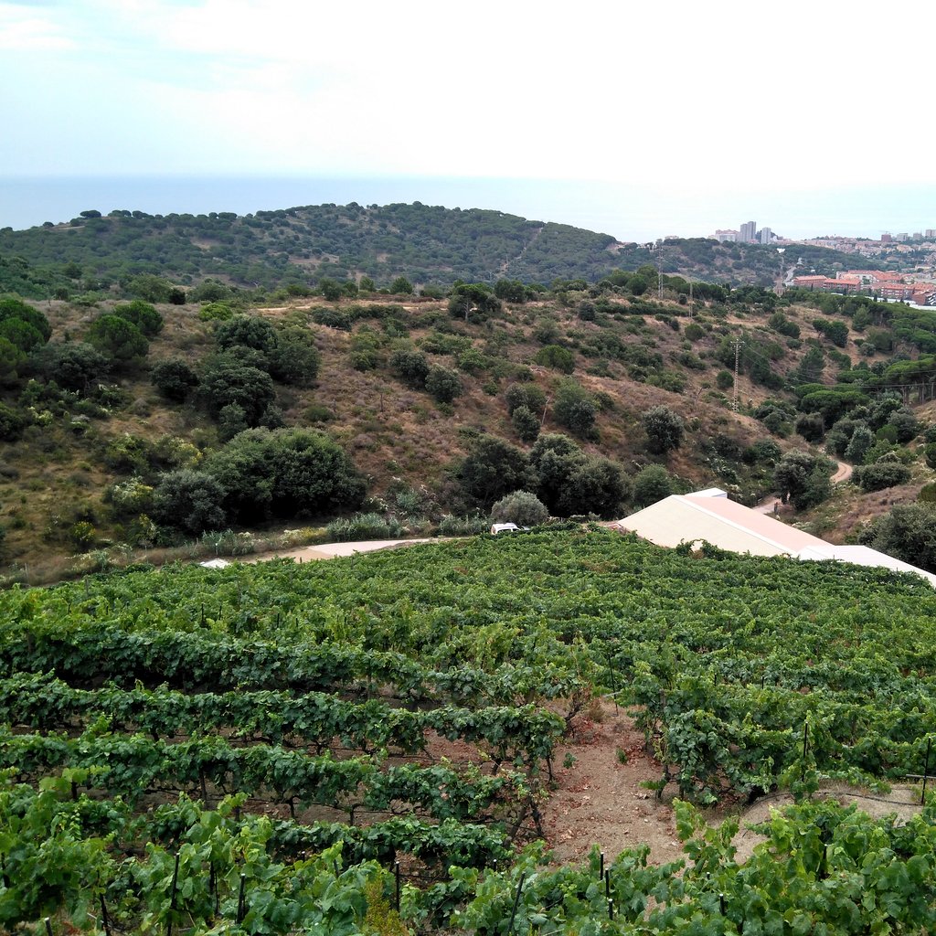 Magnífic dia per fer #enoturisme. Som a Tiana per conèixer de prop el projecte entusiasta de Joaquim Batlle i l'entorn increïble on elabora els seus vins #DOAlella