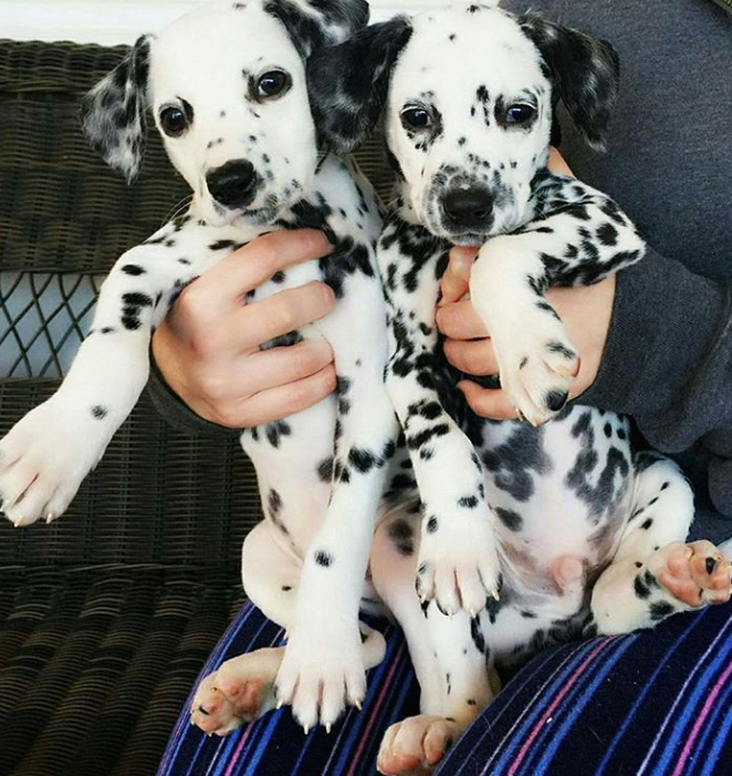 boohoo's tweet photo. Dalmatian appreciation tweet! 

📸 @Pinterest https://t.co/TUYlmkB9Bg