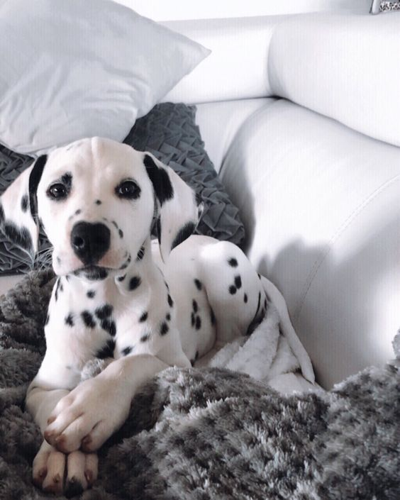 boohoo's tweet photo. Dalmatian appreciation tweet! 

📸 @Pinterest https://t.co/TUYlmkB9Bg