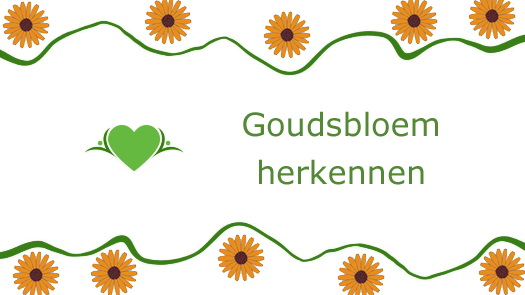 Bekijk de nieuwste video op mijn YouTube kanaal Plantenliefde en leer de kenmerken van Goudsbloem youtu.be/aIXzMcCOZz0 #goudsbloem #calendulaofficinalis #kruidenleer #geneeskrachtigeplanten #kruiden #natuurgeneeskunde #fytotherapie