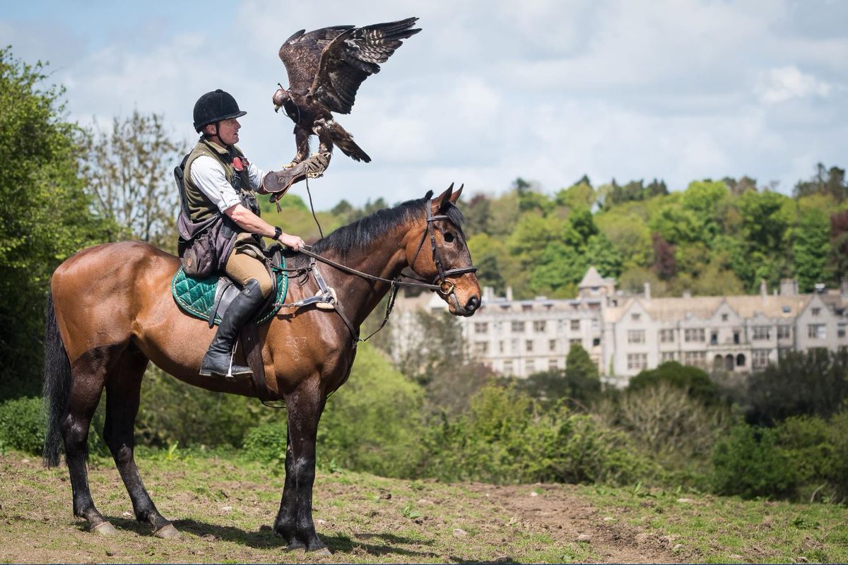 #Devon falconer fears having to sell valuable birds to stay in business as lockdown wipes out income: devonlive.com/news/devon-new… <a href="/DartmoorHawker/">Dartmoor Hawker</a> <a href="/recycledrft/">Recycled Racehorse</a> <a href="/FundingHubs/">Funding Hubs</a> <a href="/ExcludedUK/">ExcludedUK Official</a> #Dartmoor #ExcludedUK #falconry #horses