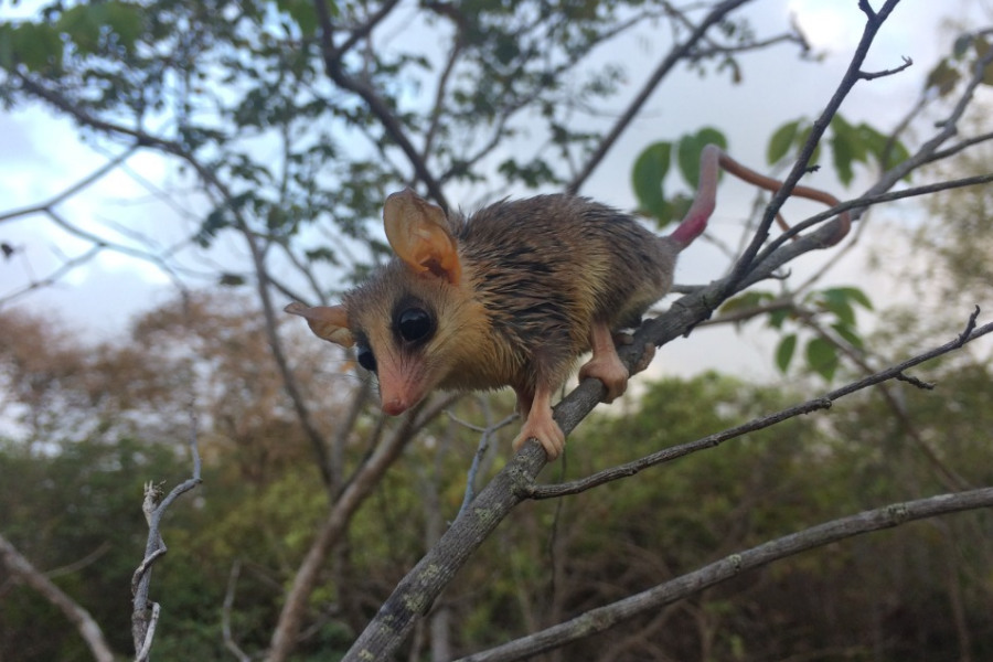 NordesteEco's tweet photo. Ambientalistas e pesquisadores denunciam projeto que pode destruir Dunas da Sabiaguaba, em Fortaleza | Foto: Bruno Guilhon
Leia: https://t.co/rjaSn3Ewvs
#APAdaSabiaguaba #DunasdaSabiaguaba #FortalezapelasDunas #GreenpeaceFortaleza #InstitutoVerdeluz #OABCE #Sema #Seuma #SOSCocó https://t.co/XlkxaZ0NjO