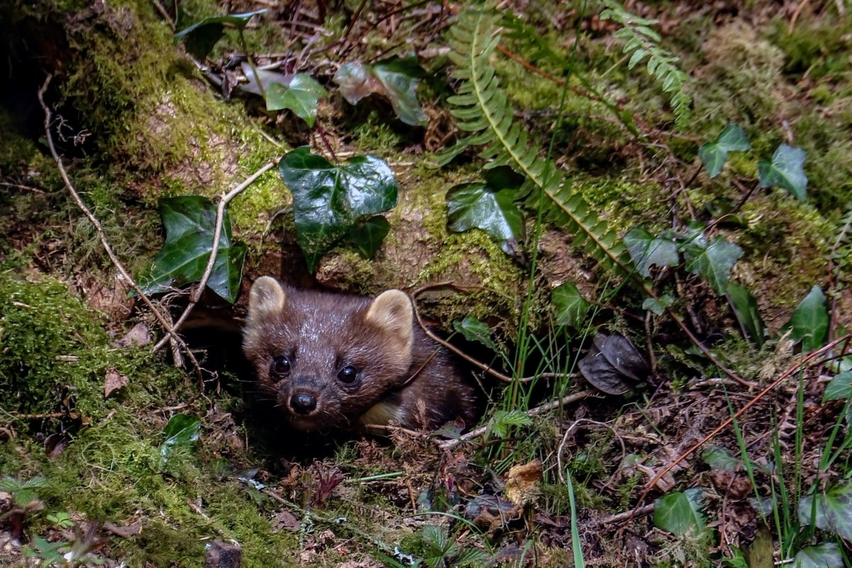 wildaboutIRL's tweet photo. Surely Ireland's most elusive mammal, the Pine Marten - saviour of our Native Irish Red Squirrel population

#wildlifephotography https://t.co/x2NsbvGH2o