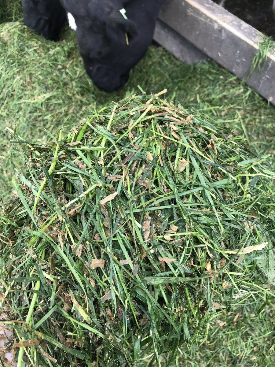 2kg DM maize silage mixed with this customers zero grazing to make up for the drop in grass DM last week. Cows have held steady at 2kg MS (includes 50 autumn calvers) and milk urea controlled around 25mg compared to a big jump seen on many farms <a href="/AlltechIreland/">Alltech Ireland</a> <a href="/KEENANsystem/">KEENAN</a>