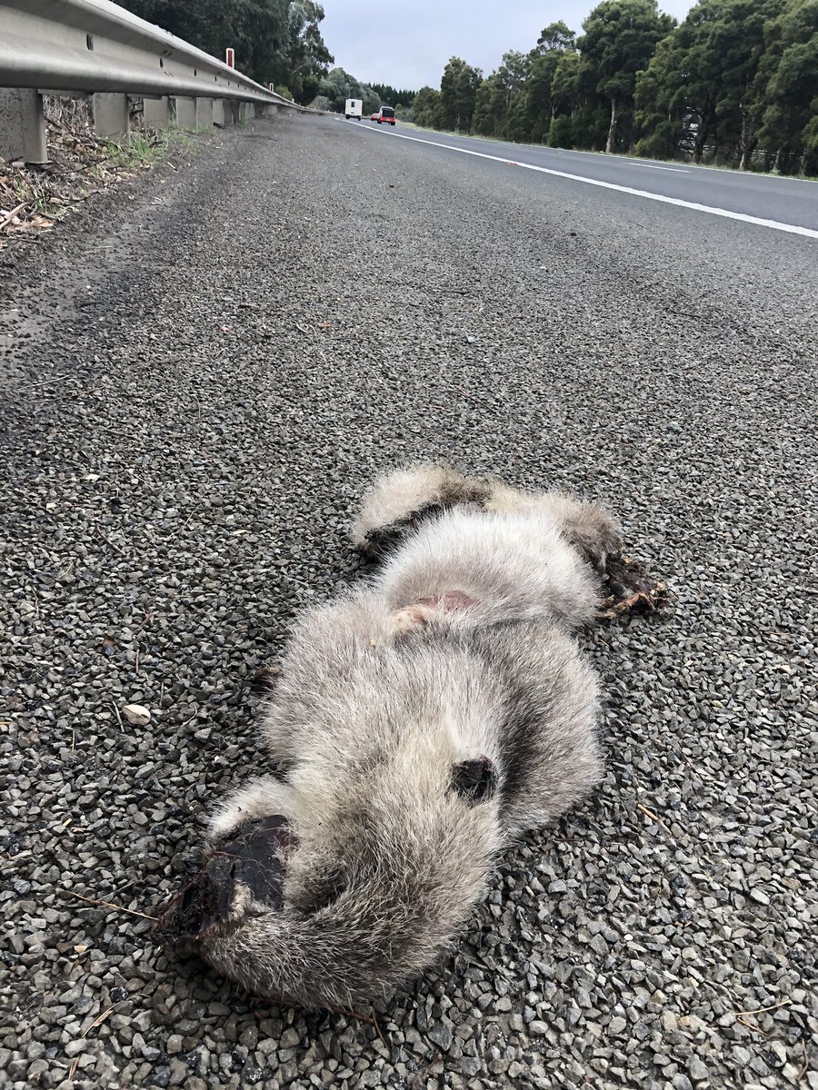 ctownkoala's tweet photo. This was a beautiful koala sadly not so lucky in crossing the motorway . @Matt_KeanMP @GladysB #saveourkoalas #suttonforest #HWY https://t.co/FhmYLFyE0K