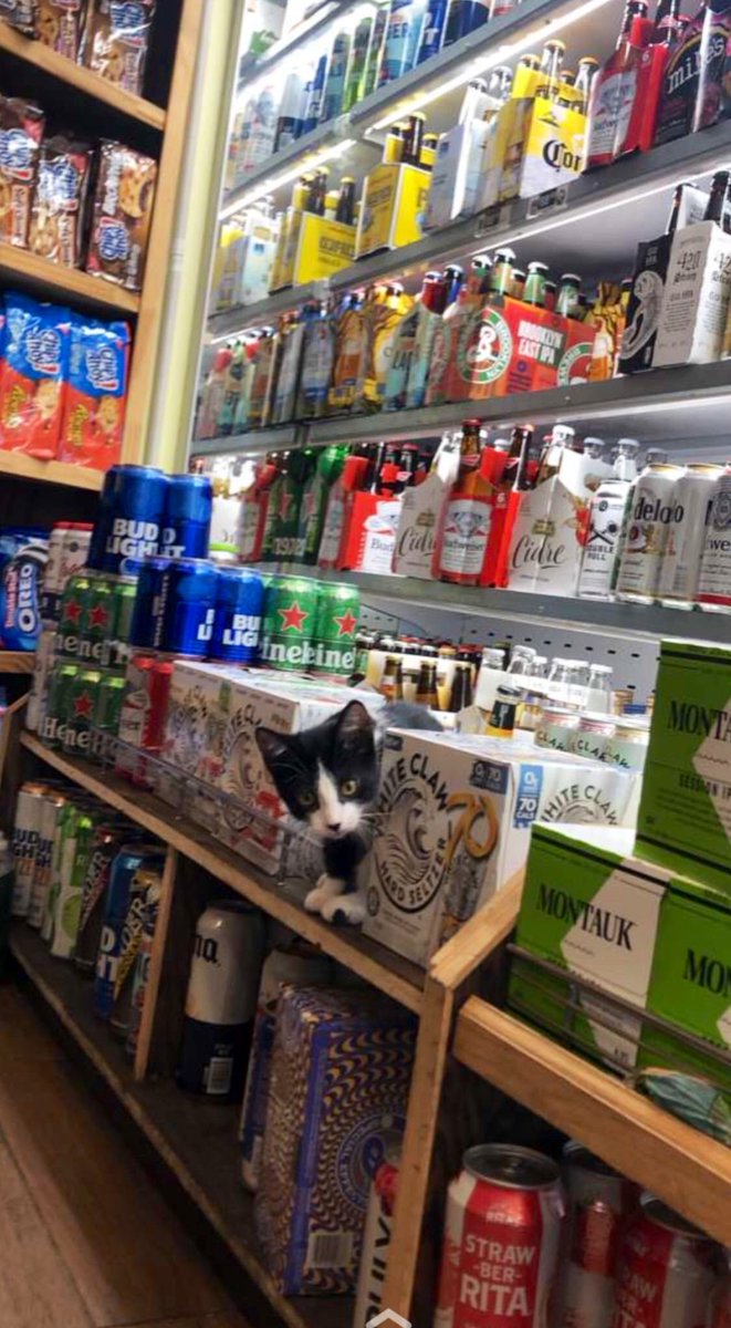 Bodegacats_'s tweet image. 