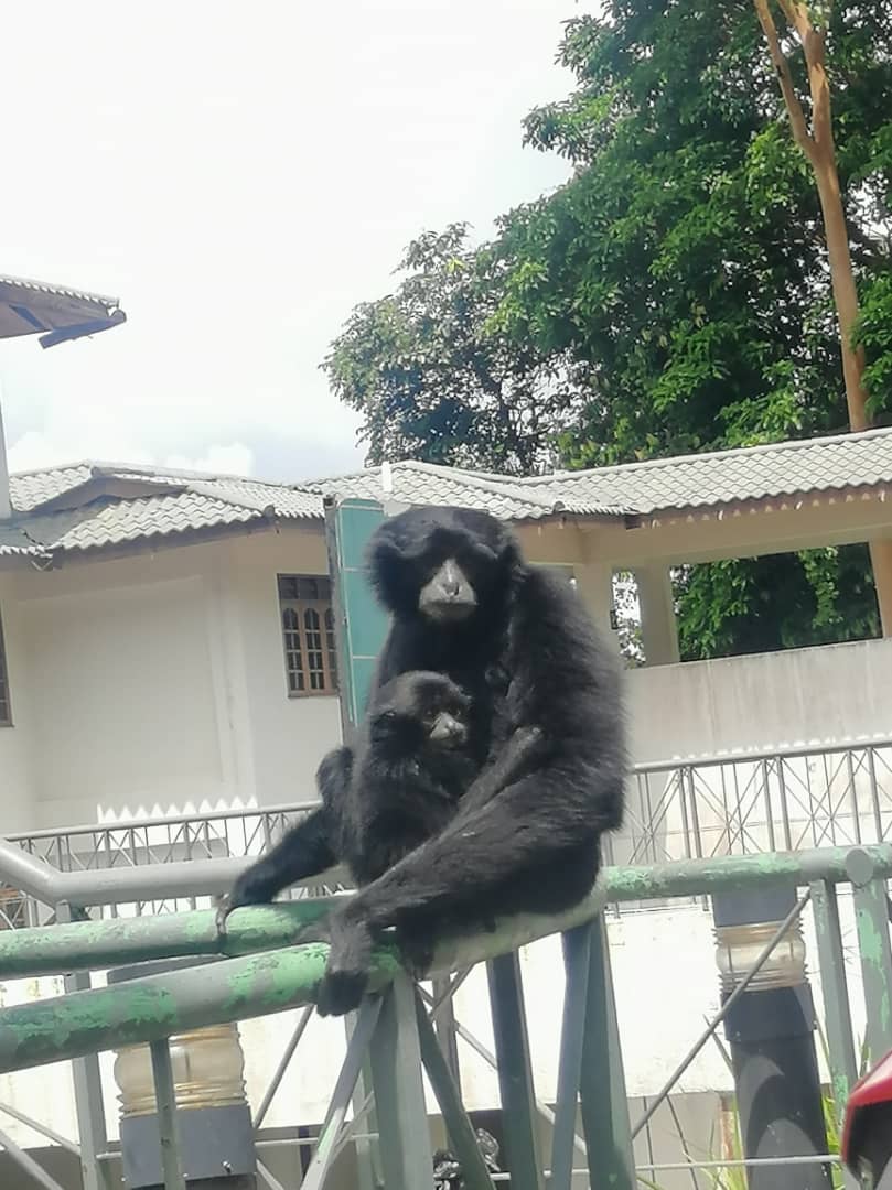 Bapak siamang ni amalkan monogami.Akan bersama dengan satu pasangan je seumur hidup, dan akan pastikan kemandirian keluarga dia. Dan akan berikan yang terbaik untuk keluarga dia.