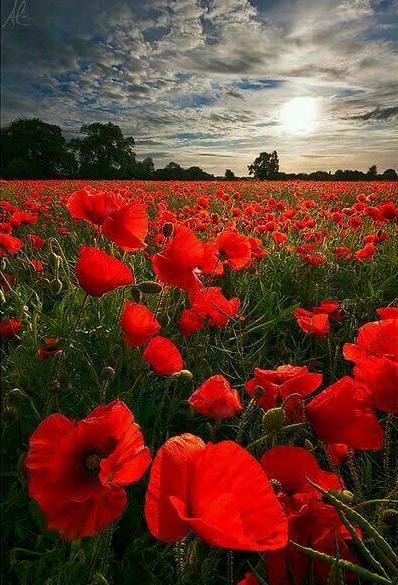 masha126333's tweet photo. No matter how hard the past is. You can always begin again.
#MotivationalQuotes https://t.co/kohHRcJj3I