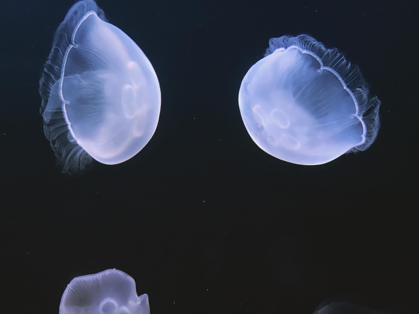 サンシャイン水族館 新設されたクラゲパノラマ水槽はミズクラゲが美しく見えるように照明や背景の色にこだわりました 海月 空感ではledで水槽の色がピカピカ変わるような派手な演出はしておりません シンプルにミズクラゲ本来の魅力を体感していただき