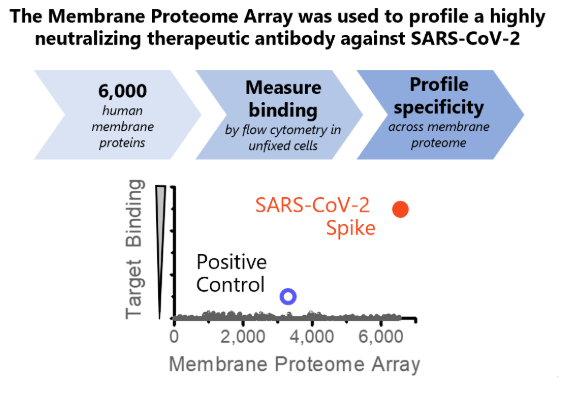IntegralMoleclr's tweet photo. RAPID #COVID-19 Antibody Specificity Profiling using our Membrane Proteome Array: https://t.co/jJeUWayBXc
#SARSCoV2 #IntegralMolecular #MPA #PhillyBiotech https://t.co/j0ThVEXZH2