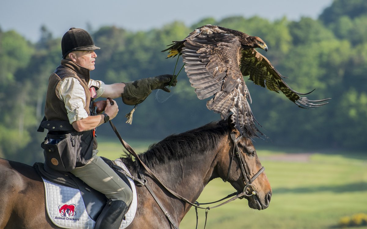 #Devon #falconer fears having to sell valuable birds to stay in business as #lockdown hits income: devonlive.com/news/devon-new… <a href="/DartmoorHawker/">Dartmoor Hawker</a> <a href="/recycledrft/">Recycled Racehorse</a> <a href="/FundingHubs/">Funding Hubs</a> <a href="/ExcludedUK/">ExcludedUK Official</a> #Dartmoor #ExcludedUK #falconry #horses #horsechathour #horsehour #equestrian #equinehour