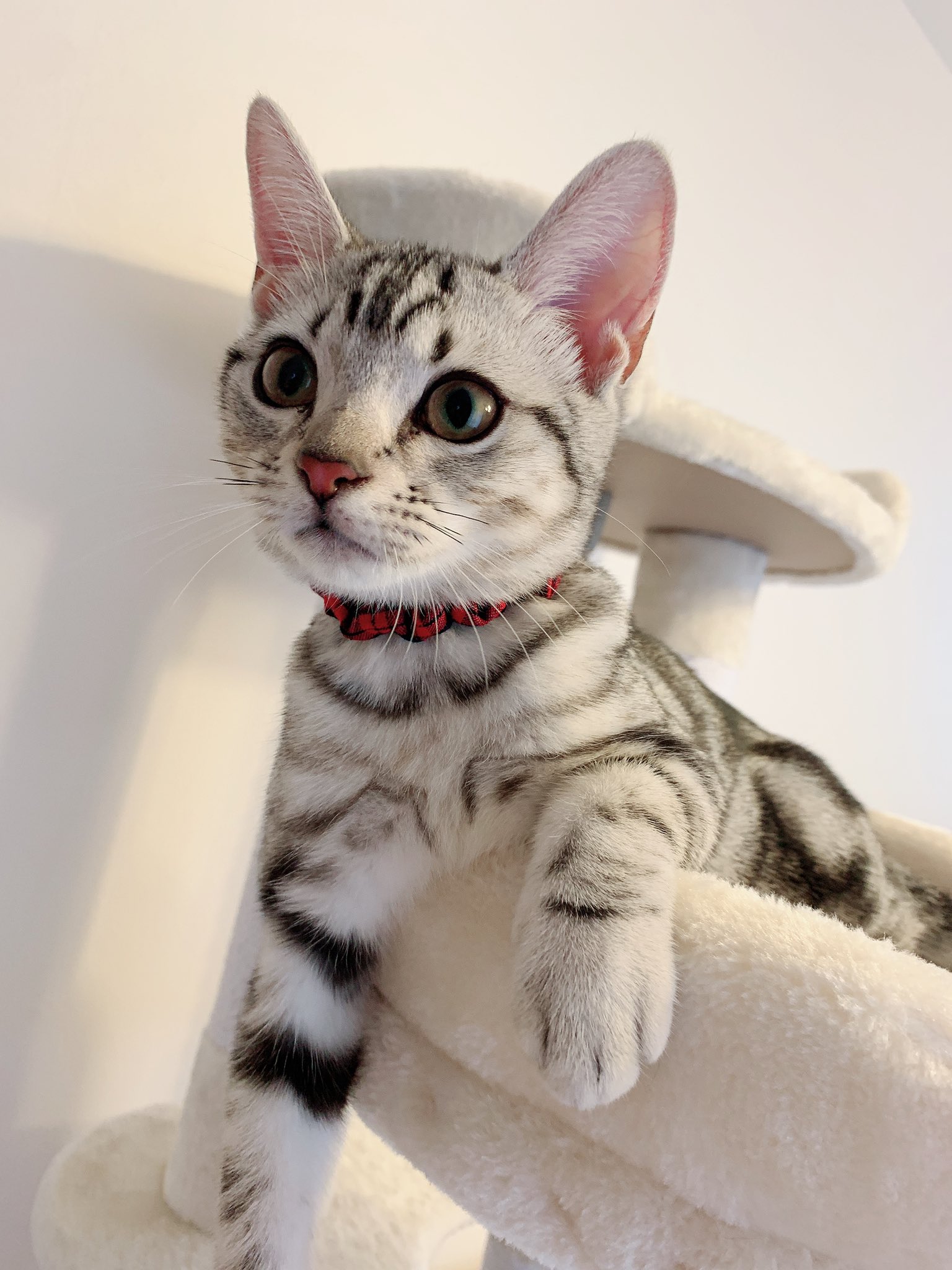ノア レオ あたち 可愛い アメリカンショートヘア アメショ アメショー シルバータビー 生後4ヶ月 ノア 猫 猫好きな人と繋がりたい 猫のいる暮らし 猫のいる生活 あざと可愛い T Co Iztg52area Twitter