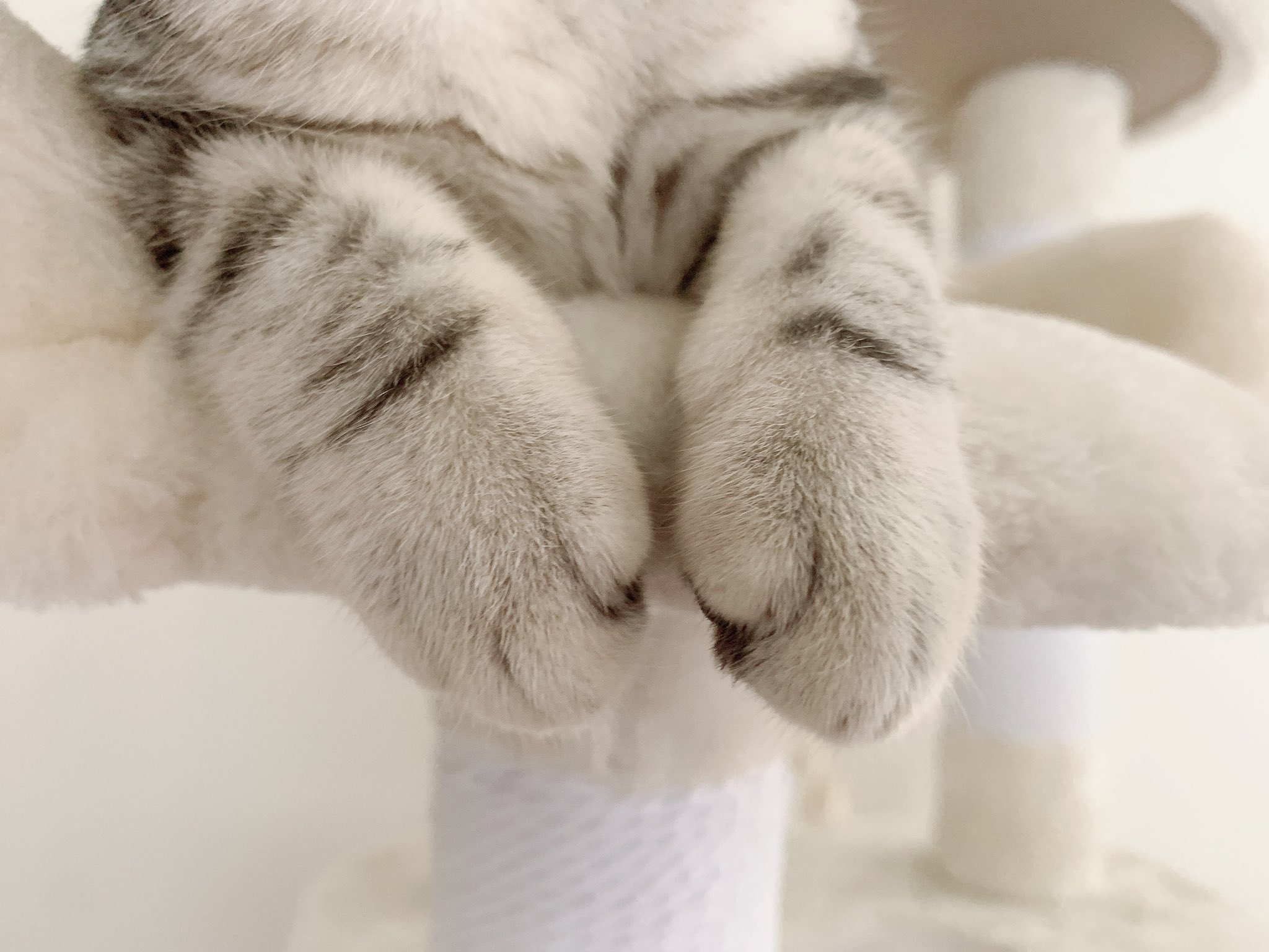 ノア レオ あたち 可愛い アメリカンショートヘア アメショ アメショー シルバータビー 生後4ヶ月 ノア 猫 猫好きな人と繋がりたい 猫のいる暮らし 猫のいる生活 あざと可愛い T Co Iztg52area Twitter