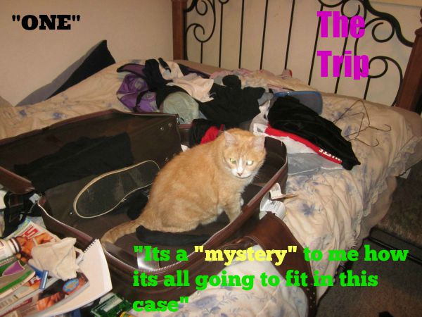 kittyguy77's tweet image. oldies as still sick with this bug