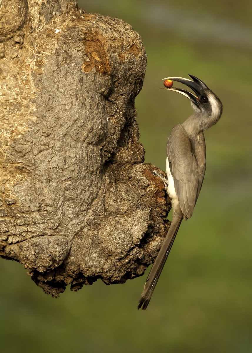  #WildAboutFactsMeet the  #IndianGreyHornbill, which is the most commonly seen  #hornbill species in  #India. The medium-sized bird is sometimes spotted in parts of  #cities where there are old trees. Gopi Krishnamurthy