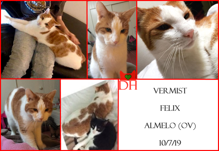 DE_HERENIGING's tweet photo. 💔 🔴 💔 Al een jaar VERMIST en nog steeds heel erg gemist! 
KAT FELIX
ex-kater, rood/wit
#ALMELO #OV Rosarium
#DHver 10/7/19  https://t.co/d8qVWKNNeQ https://t.co/ar2iyEPfS3