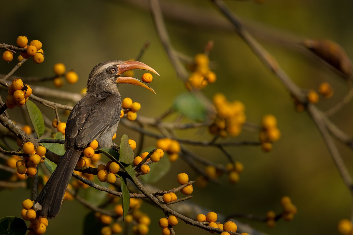  #WildAboutFactsHere is a  #MalabarGreyHornbill feeding on a  #ficus fruit in  #Dandeli, Karnataka. Hornbills feed throughout the day and visit many fruiting  #trees, dispersing seeds en route. The presence of hornbills often indicates a  #healthy ecosystem.  Prajwal KM