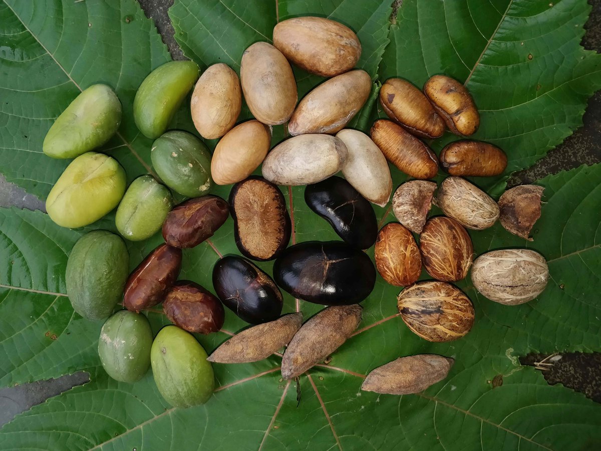  #WildAboutFactsAs part of a study to understand  #plant  #frugivore interactions,  #researchers collected the seeds regurgitated by  #hornbills from a roosting site in the fragmented lowland wet evergreen forests of Upper  #Assam. Abir Jain