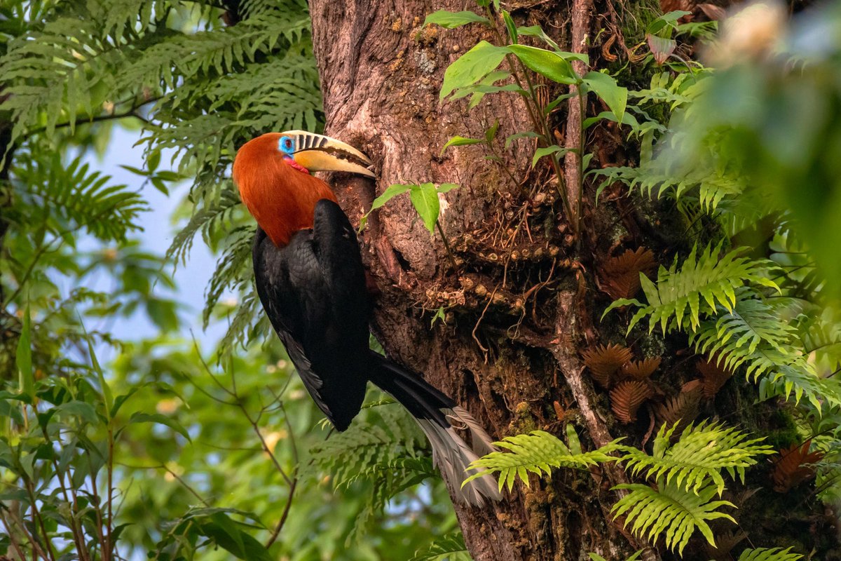  #WildAboutFacts #Hornbills use the same nests over the years. During  #nesting, the female seals herself in the nest cavity for 3-4 months, leaving only a slit open through which the male delivers food to her, and the chick.Rufous-necked Hornbill Narendra Kumar Pandey