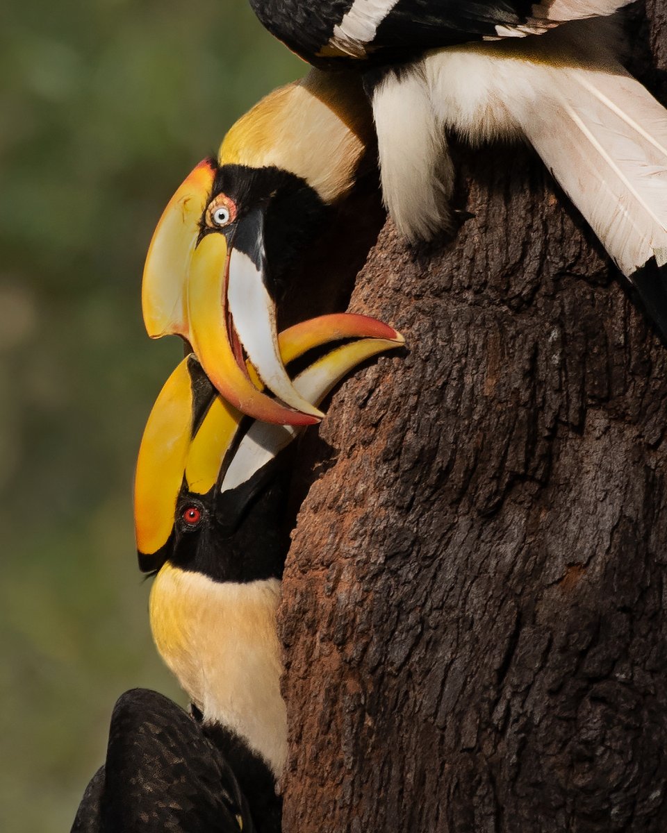  #WildAboutFactsTo conserve  #hornbills, illegal and unregulated logging of large trees, and removal of old trees with cavities must stop. Loss of native  #trees affects their nesting and diet, posing a significant threat to their survival.Great Hornbills Siva Kumar