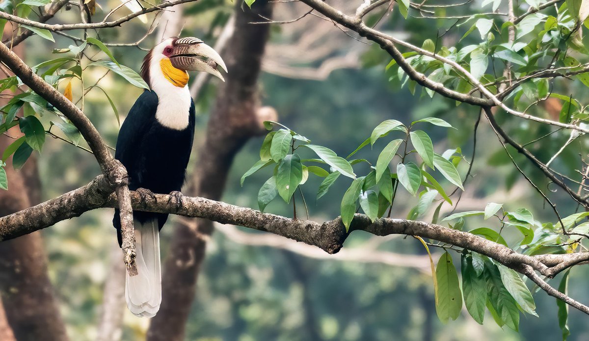  #WildAboutFactsBut the  #farmers of our  #forests rarely reap what they sow. Many  #hornbill species are in danger as their habitats are destroyed by  #fragmentation and clearance of forest regions for  #agriculture and  #dams.Wreathed Hornbill Baishakhi Mazumder