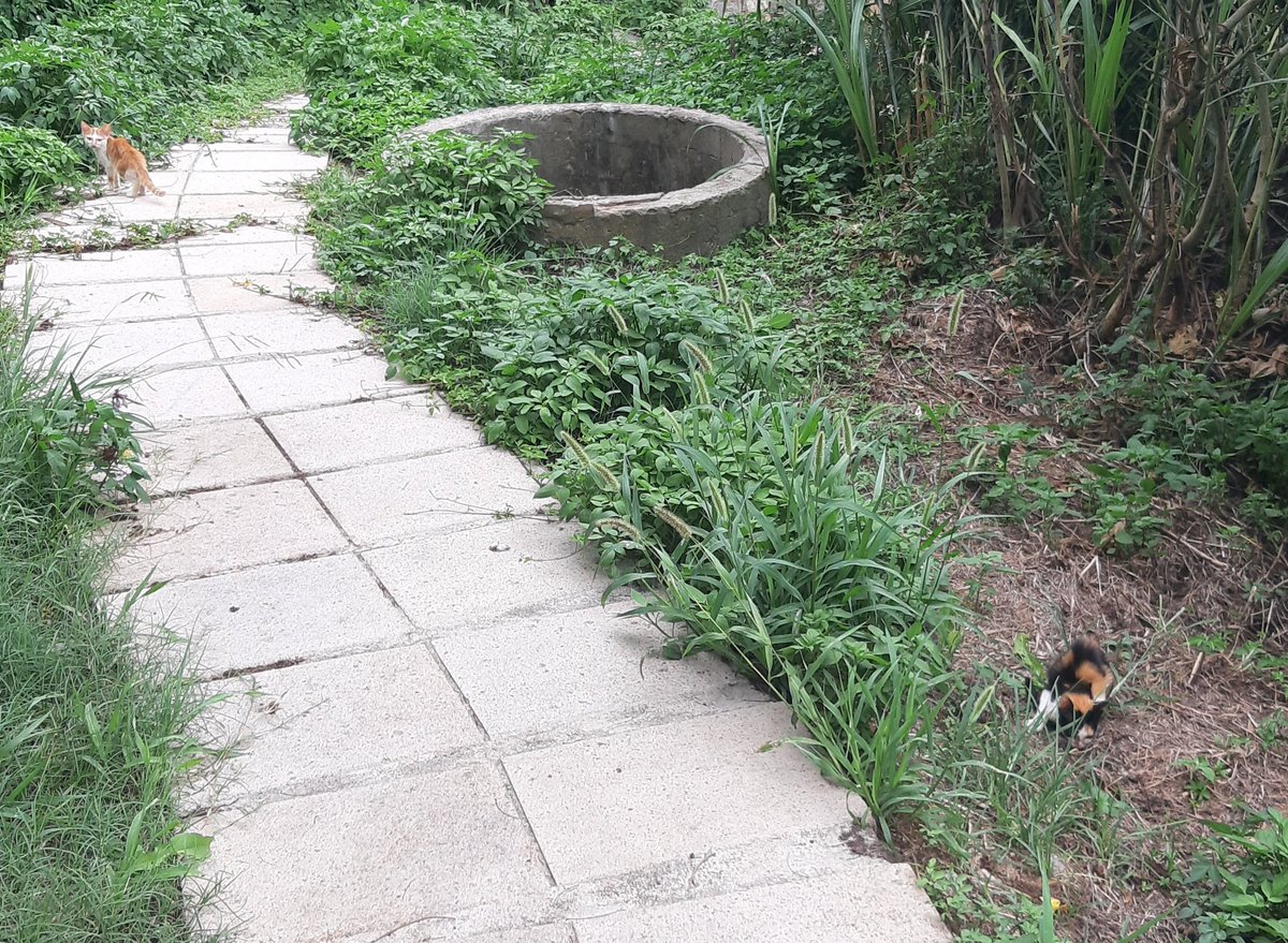 Was briefly escorted by two kittens while dredge-hunting. Kittens being kittens, it was impossible to get them to pose for a photo. This is all I got.