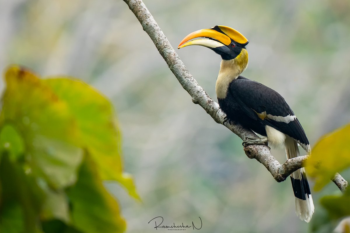  #WildAboutFactsFor example,  #MalabarPiedHornbills are classified as  #NearThreatened and the  #NarcondamHornbills as  #Endangered by the  @IUCN. The  #GreatHornbill is classified as  #Vulnerable.Great Hornbill Ramshesha N