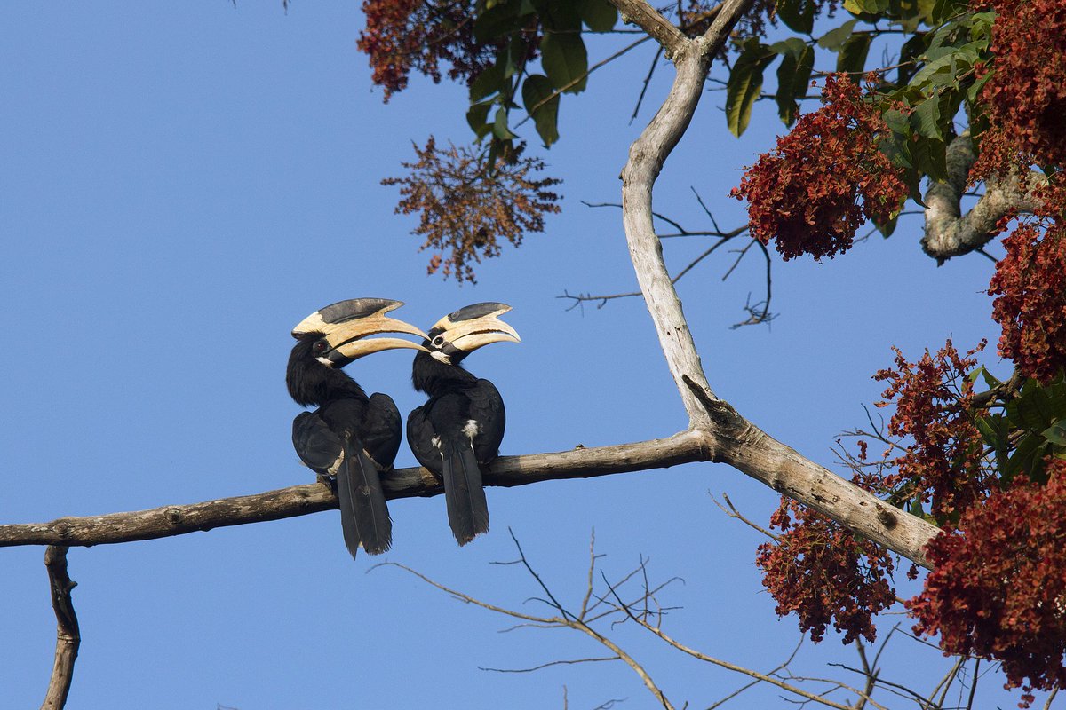  #WildAboutFacts #Poaching is a huge threat for  #hornbills as they are hunted down for their large casques. While the casque is hollow in other species, the  #HelmetedHornbill has a solid casque and has been poached almost to  #extinction.Malabar Pied Hornbill Girish Prahalad