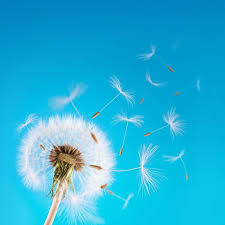 cedjenimango tweet picture