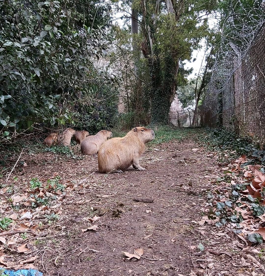notienred's tweet photo. Los chetos del country abril dejaron a una familia de carpinchos a morir https://t.co/Xs7WDj2gWz