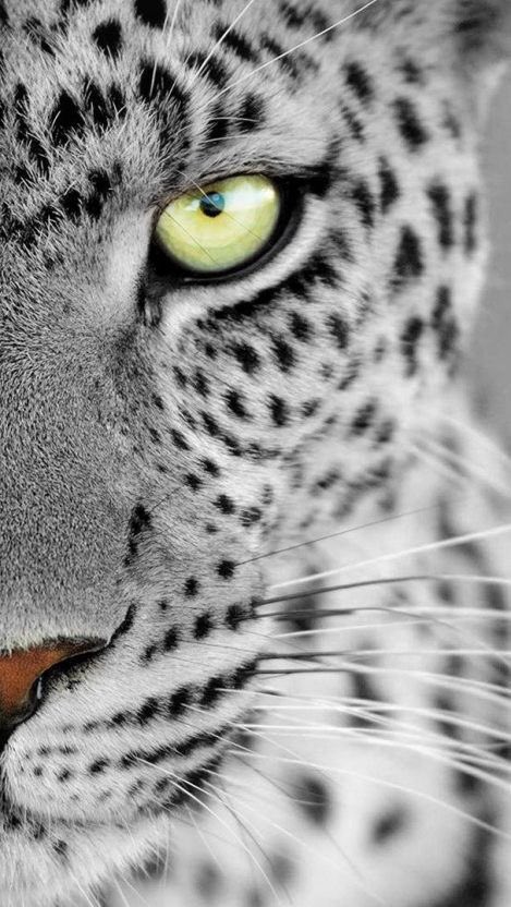 DrawRefrences's tweet image. Eye of animal references 👁