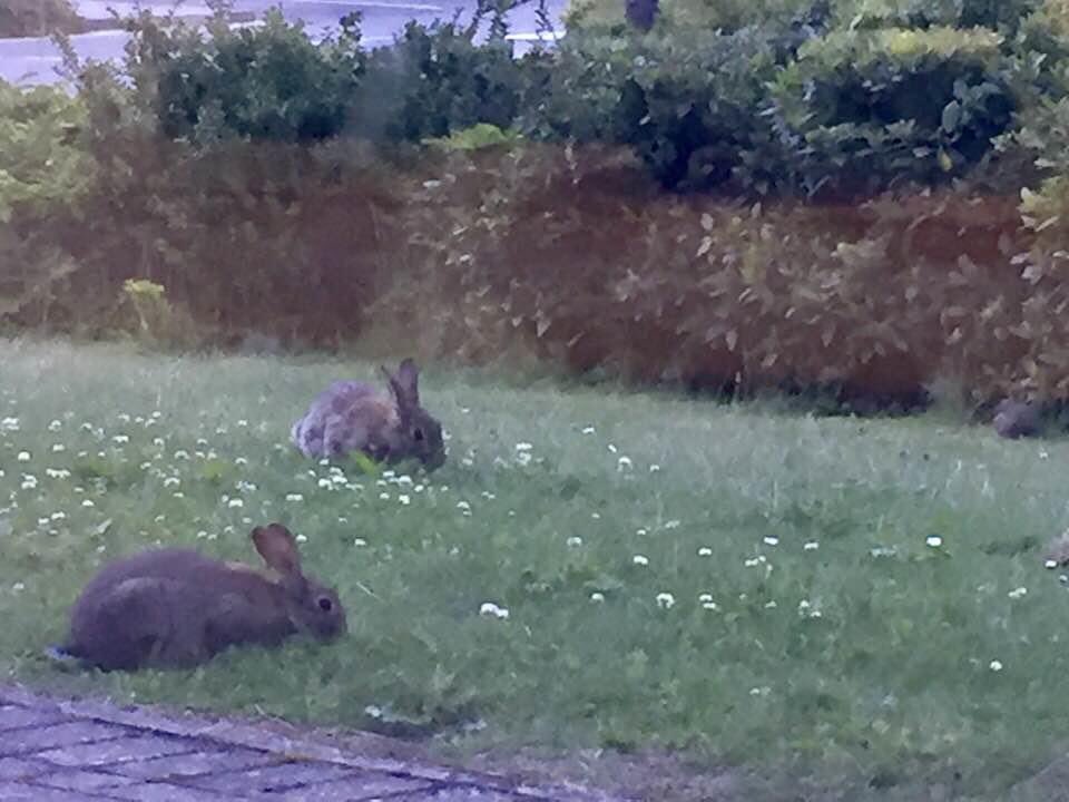 PurdieE23's tweet photo. Bunnies outside the window at work #naturelover https://t.co/5SaTK5tkVl