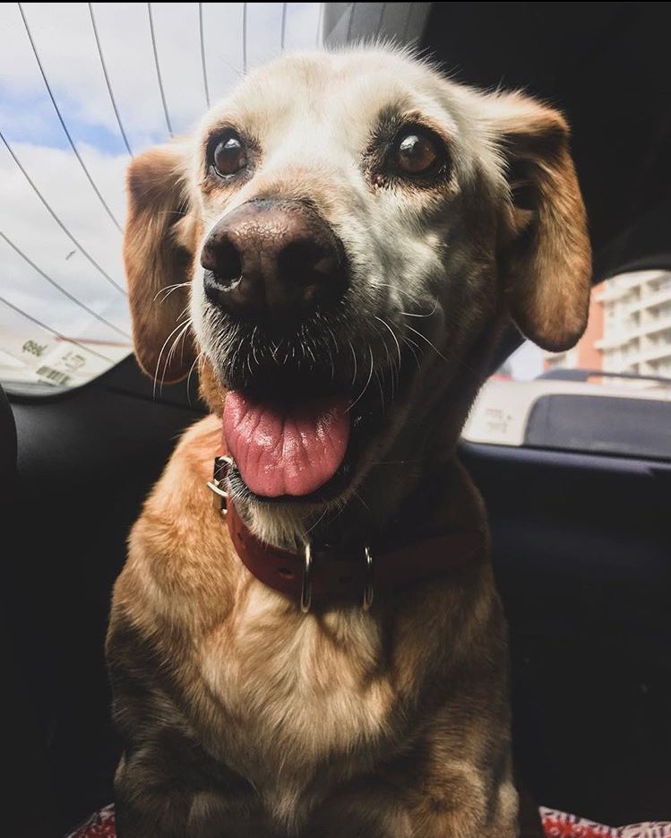 mariajoseees's tweet photo. Me encanta recordarla así. Feliz, saliendo a pasear https://t.co/7jYDDKDAdg