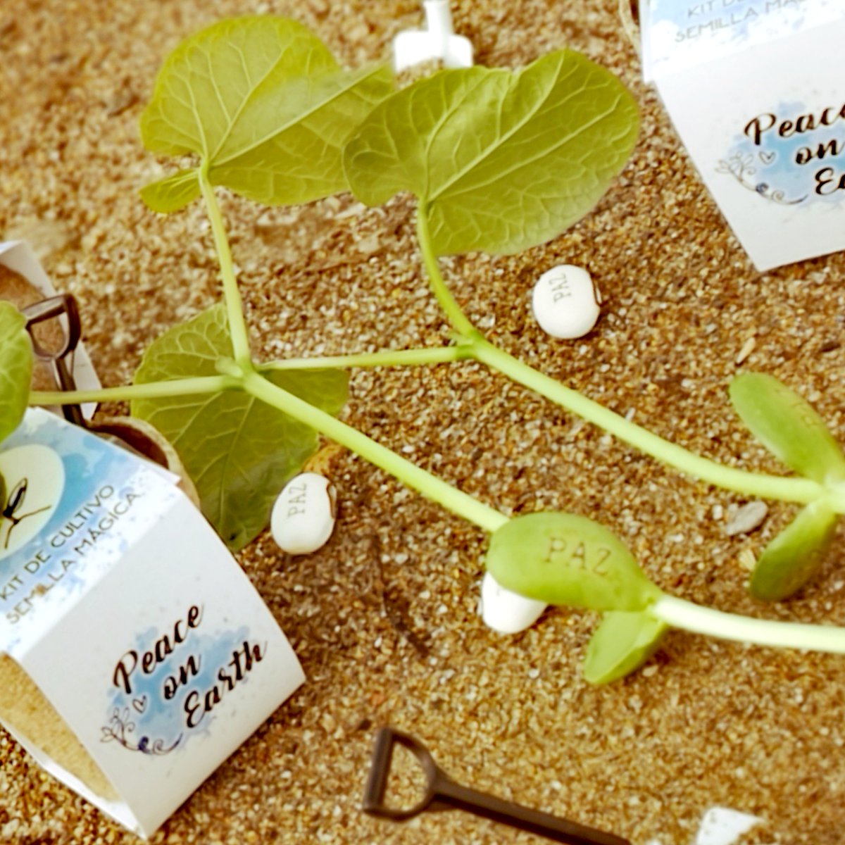 zaida_mares's tweet photo. PROMO SUMMER LIFE

Kits de Cultivo: Semilla Mágica + Palita. Este verano, en todos los kits de la colección Magic Seed, irá incluida una palita miniatura de regalo!    

Tu Semilla Mágica germinará con el mensaje que escojas. El mismo perdura hasta el curso natural de la planta. https://t.co/URn9E6UJfP